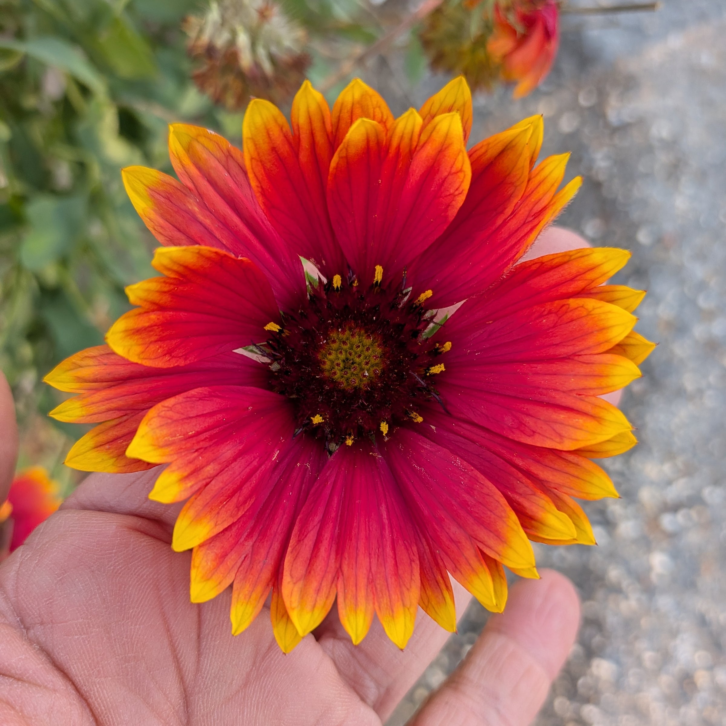 hummingbird flower seeds Wildflower Seed, Hummingbird 400mg
